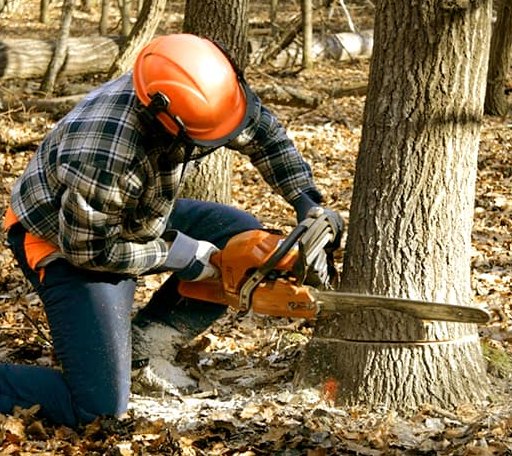 Tree Removal in Lagrange, ME